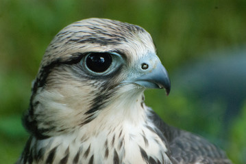Oeil de faucon