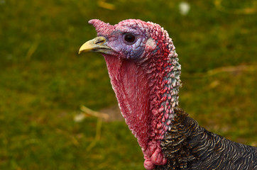 Indyk myślał o niedzieli © ChemiQ