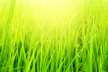 paddy rice field,rice leaf,selective focus