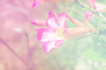 beautiful flower,pastel filter color/Desert Rose; Impala Lily; M