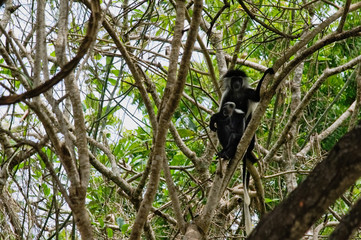 Black and white colobus monkey with young one