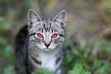 Evil eye kitten