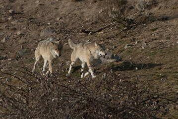 Couple de loups