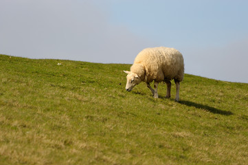 Schaf auf dem Deich