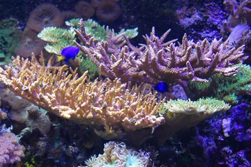 Pesci tropicali - Nemo e coralli © marialauradr