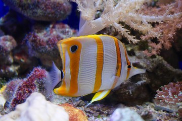 Fototapeta na wymiar Pesci tropicali - Nemo e coralli