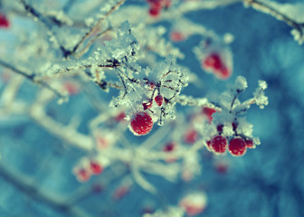 Red berries of viburnum with hoarfrost