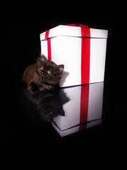 Beautiful kitten and white box with a red bow