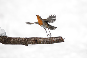 Aufbruch eines Rotkehlchen