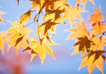 Fototapeta na wymiar Beautiful colorful of autumn leaves in forest