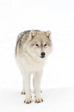 A lone Arctic wolf (Canis lupus arctos) isolated on white background closeup in the winter snow in Canada