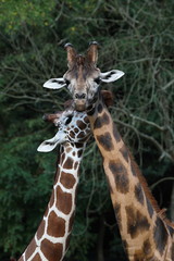 wedding ritual giraffes