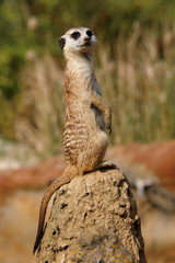 Meerkat, Suricata suricatta, basking in the autumn sun