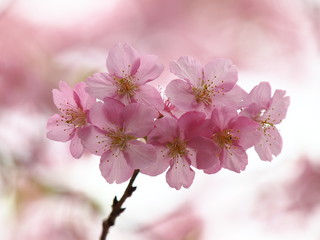 ももいろ桜