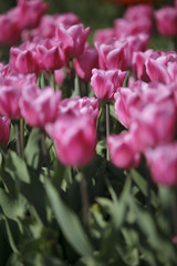Tulip Flower Bed in Spring