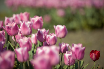 Obraz na płótnie Canvas Tulip Flower Bed in Spring