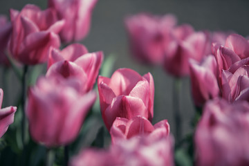 Fototapeta premium Tulip Flower Bed in Spring