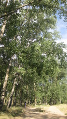 Fototapeta premium Fondo de bosques. 
