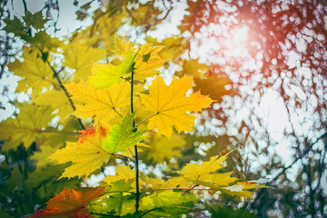 Naklejka na ściany i meble Yellow maple leaves in the sunshine in autumn