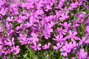 Many beautiful pink flowers in spring