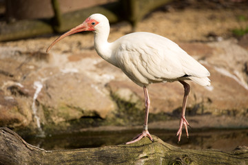 White Ibis, Eudocimus albus, hunting