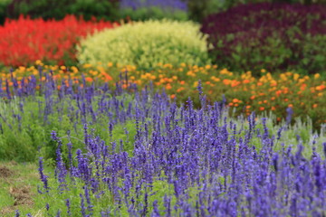 Obraz premium flowers