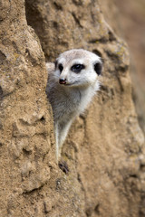 Meerkat, Suricata suricatta, basking in the autumn sun