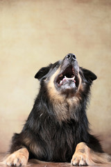liegender Australian Shepherd im Studio