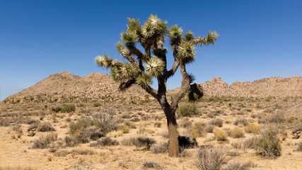 Joshua tree in the Mohave Desert at Joshua Tree National Park, California