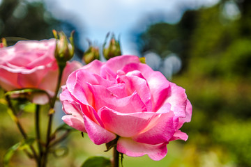 Rosa Rose