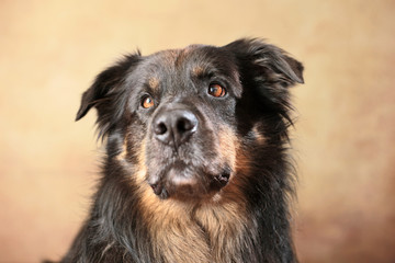 Australian Shepherd im Studio