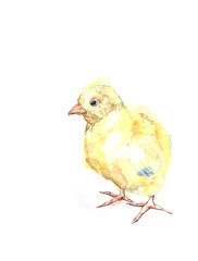 Hand drawn illustration watercolor rooster