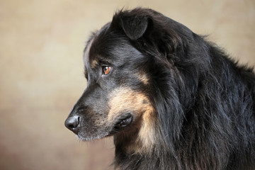 Australian Shepherd im Studio