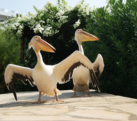 The beauty of nature