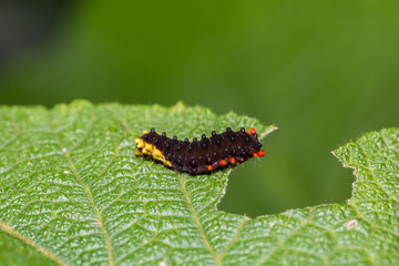 Trypanophora hyalina moth caterpillar