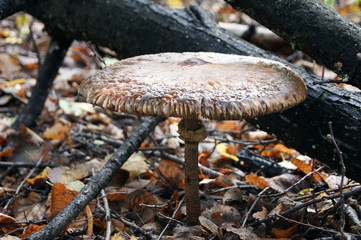 The beauty of nature