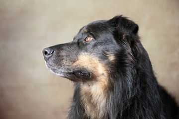 Australian Shepherd im Studio