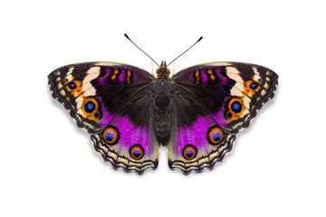 Obraz premium Purple color Blue pansy butterfly
