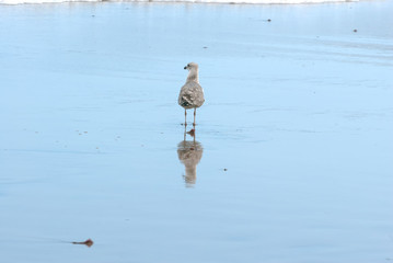 Seagull and reflection in the shoreline