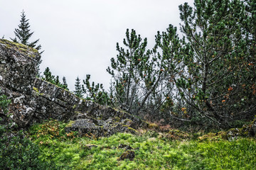 Fototapeta premium Landscape in Iceland, сoniferous trees, rocks and green moss 