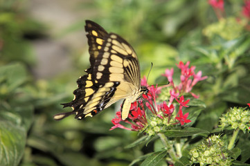 swallowtail butterfly close up, butterfly on purple flower
