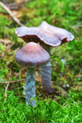 Cortinarius paleiferus mushrooms growing in the forest