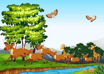Naklejka premium Deers and giraffes in the field