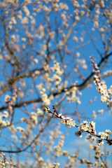 Blooming apricot tree against a blue sky in the spring garden