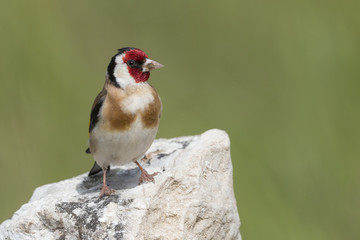 Goldfinch on rock