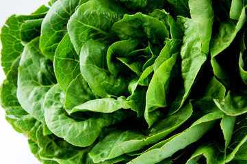 Fototapeta na wymiar fresh green lettuce