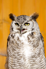 Great horned owl, Bubo virginianus, lives in Central and South America