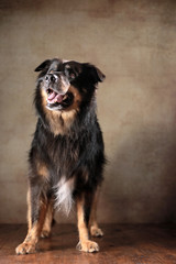 stehender Australian Shepherd im Studio