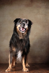 stehender Australian Shepherd im Studio