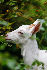 Obraz premium 3 month old goat in the monastery farm